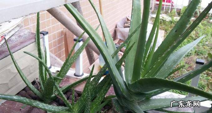如何让芦荟安全过冬芦荟冬季养护要点