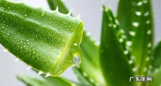 如何让芦荟安全过冬芦荟冬季养护要点