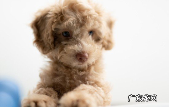 怎么训练两个月小狗在家不乱尿 一个月的小狗能训练排尿吗