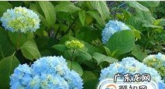 无尽夏绣球养护