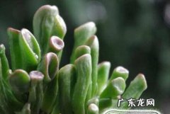 筒叶花月的养殖方法和注意事项
