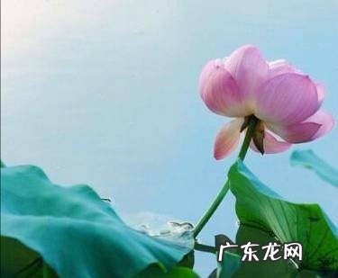什么样的泥适合养莲花