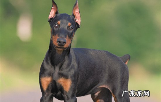 杜宾犬一个月照片 杜宾犬几个月尴尬期