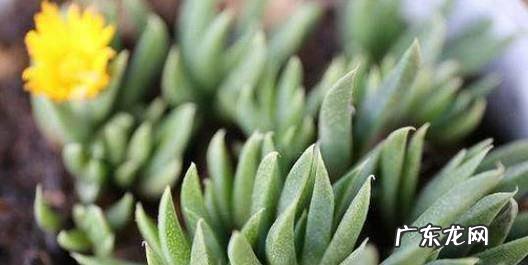 多肉植物长太高怎么办