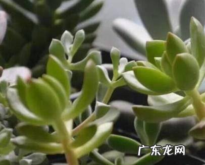 多肉植物长太高怎么办