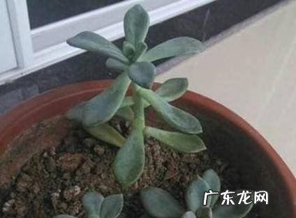 多肉植物长太高怎么办