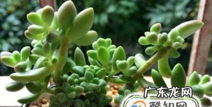 多肉植物长太高怎么办