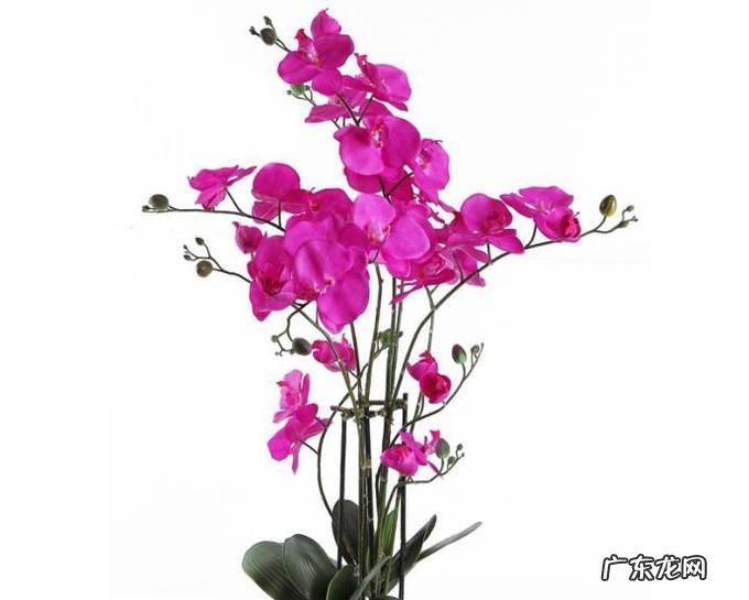 蝴蝶兰开花后怎么处理
