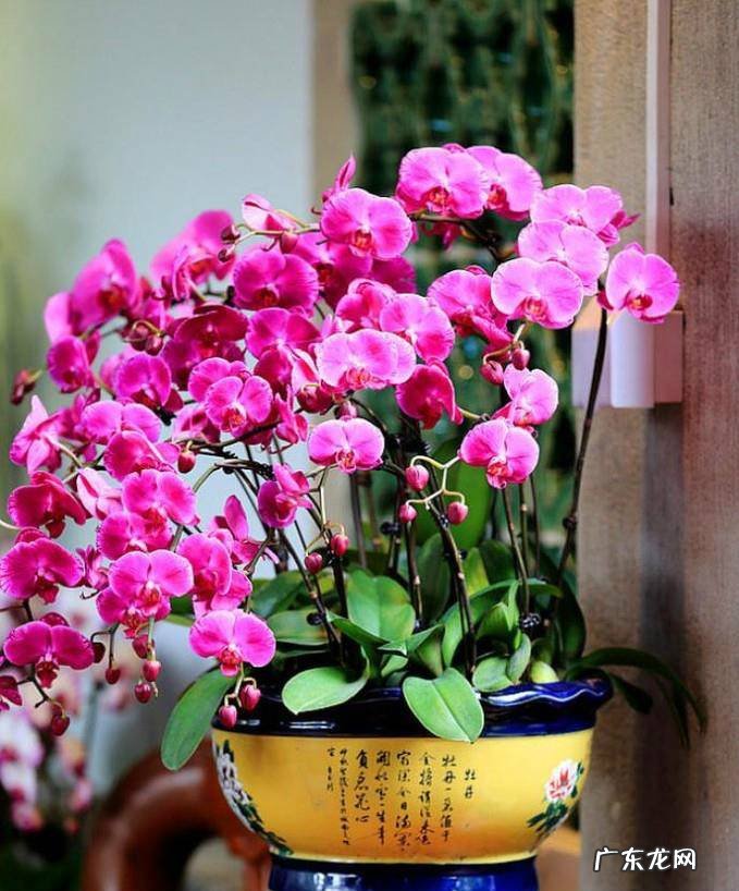 蝴蝶兰开花后怎么处理