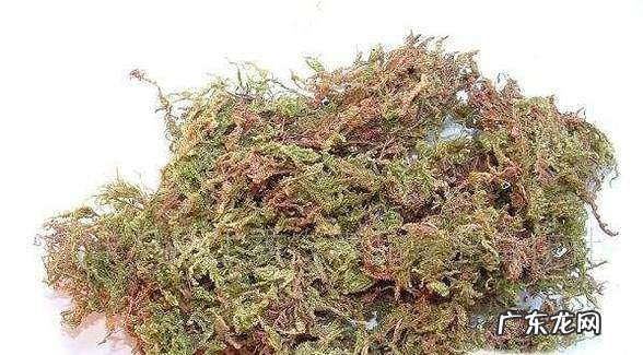 怎样在家自制水苔