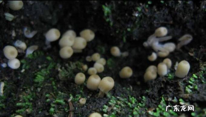 怎样在家自制水苔