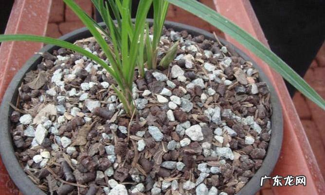 兰花怎么养:兰花植料配比--树皮篇