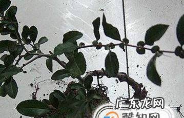 用酒瓶制作盆栽
