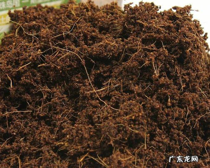 冰菜种植的方法