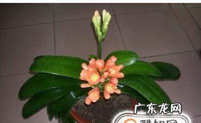 怎样让君子兰一年开两次花