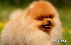 博美是狐狸和狗的后代吗 博美有狐狸血统吗