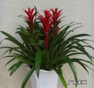如何养鸿运当头