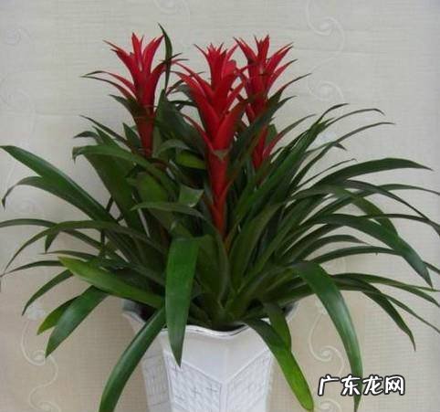 如何养鸿运当头
