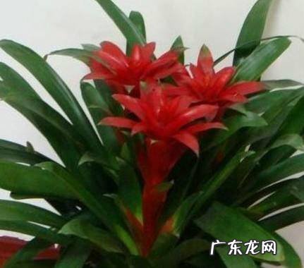 如何养鸿运当头