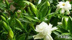 怎样自制栀子花肥料