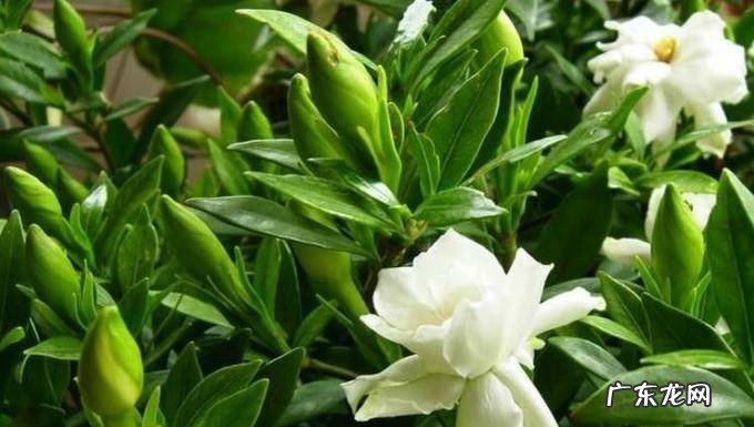 怎样自制栀子花肥料