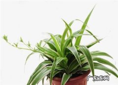 房子里适合养哪些花