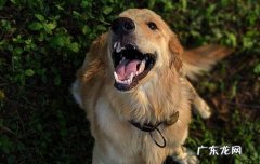 狗狗生宝宝需要准备什么 狗狗生宝宝主人需要做什么