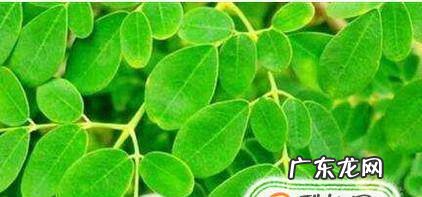 辣木籽种植方法