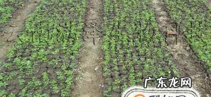 辣木籽种植方法