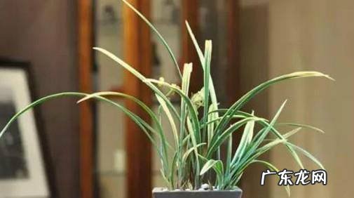 哪些花不能放在卧室内养
