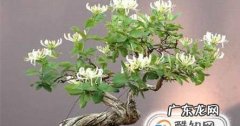 金银花修剪方法