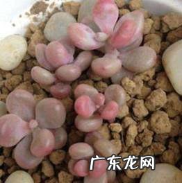 多肉植物的土壤配方