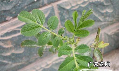 玫瑰花苗成活率高的方法