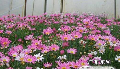 玛格丽特花怎么养