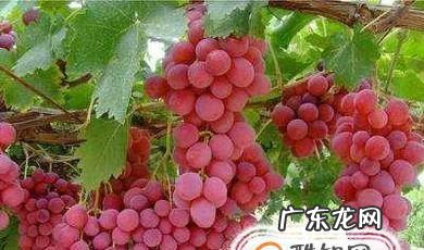 葡萄苗好种吗葡萄苗怎样种