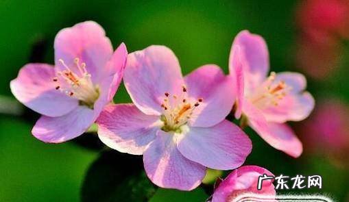 海棠花叶子生虫怎么办