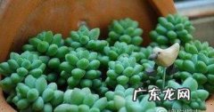 新玉缀怎么才能爆棚