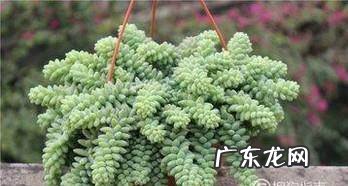 新玉缀怎么才能爆棚