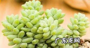 新玉缀怎么才能爆棚