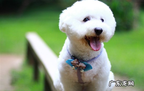 狗狗几个月可以怀孕生子 狗狗几个月可以怀孕