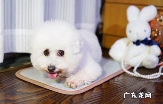 不小心喂狗狗喝了奶茶 狗狗喝了一点奶茶有事吗