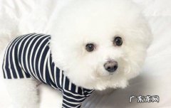狗吃木糖醇致死量 狗吃木糖醇为什么会导致死亡