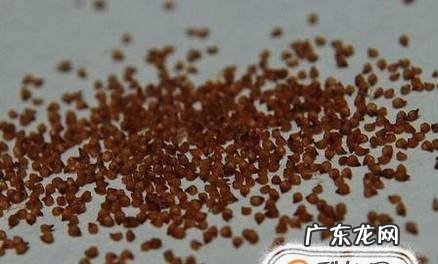 生石花如何播种繁殖