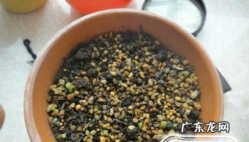 生石花如何播种繁殖