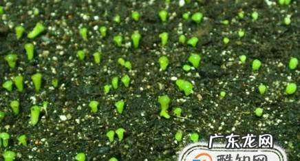 生石花如何播种繁殖