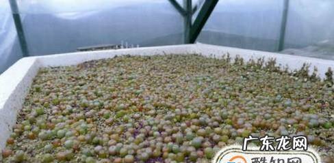 生石花如何播种繁殖