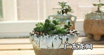 养多肉植物用什么花盆