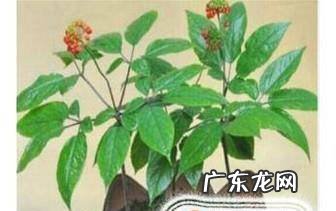 如何在家种植人参苗移栽