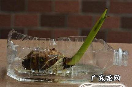 芋头水培当漂亮的盆景