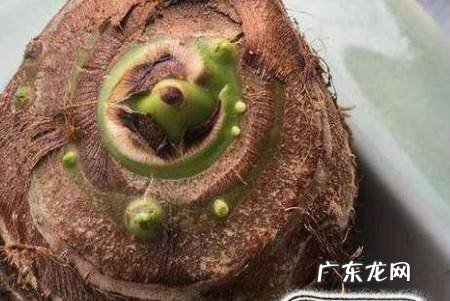 芋头水培当漂亮的盆景